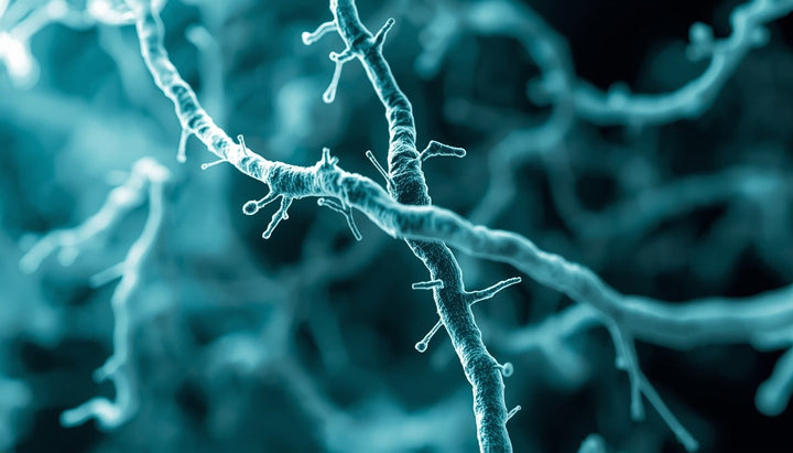 The Science Behind Hydrolyzed Collagen: How It Works in Your Body