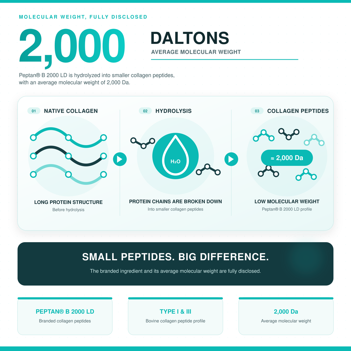 Bovine Collagen Peptides Peptan®
